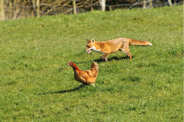 How to protect your chickens from foxes