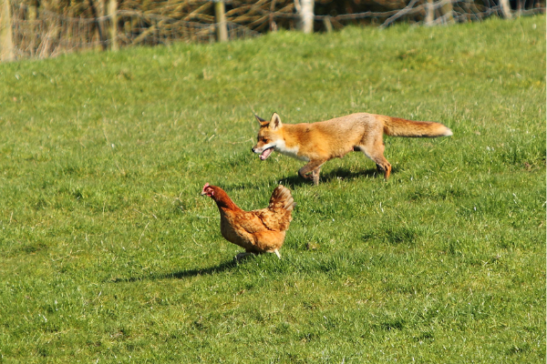 Protecting chickens